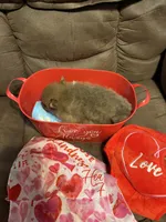 Sassy, a female Pomeranian for sale in Pearl River, LA – Photo 5 of 5