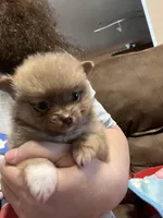 Sassy, a female Pomeranian for sale in Pearl River, LA – Photo 1 of 5