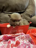 Sassy, a female Pomeranian for sale in Pearl River, LA – Photo 4 of 5