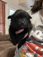 Big sister, a female Pomeranian for sale in Pearl River, LA – Photo 3 of 5