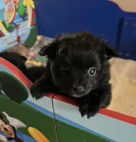 Big sister, a female Pomeranian for sale in Pearl River, LA – Photo 1 of 5