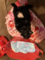 Big sister, a female Pomeranian for sale in Pearl River, LA – Photo 4 of 5