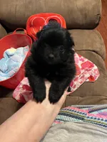 Big sister, a female Pomeranian for sale in Pearl River, LA – Photo 5 of 5