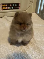 Donald, a male Pomeranian for sale in Pearl River, LA – 1 of 5