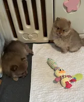 Donald, a male Pomeranian for sale in Pearl River, LA – 3 of 5