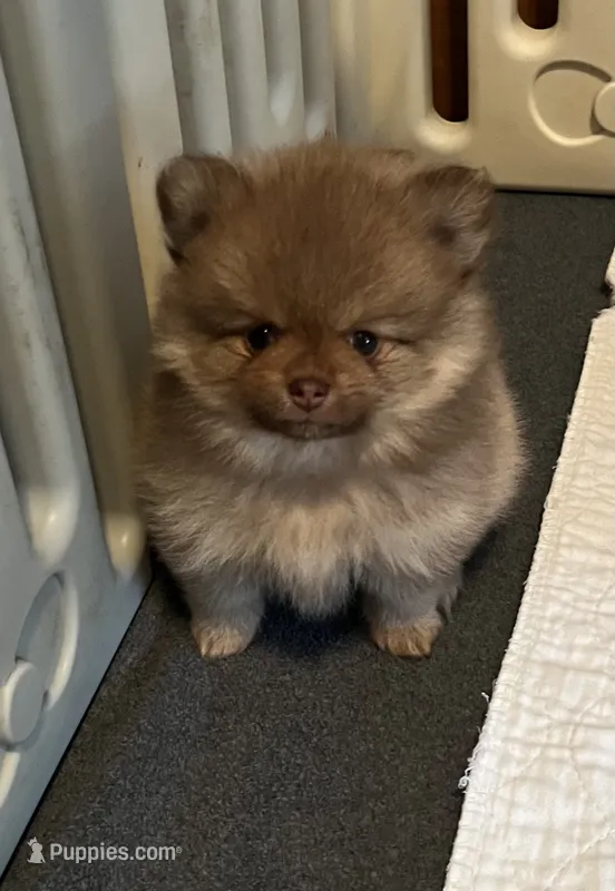 Simba – Pomeranian puppy for sale in Pearl River, LA