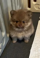 Simba, a male Pomeranian for sale in Pearl River, LA – 1 of 6