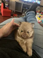 Simba, a male Pomeranian for sale in Pearl River, LA – 6 of 6