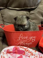 Diva, a female Pomeranian for sale in Pearl River, LA – Photo 4 of 4