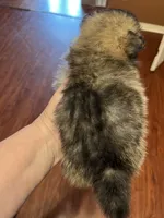 Diva, a female Pomeranian for sale in Pearl River, LA – Photo 3 of 4