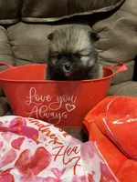 Diva, a female Pomeranian for sale in Pearl River, LA – Photo 1 of 4