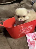 Princess Belle, a female Pomeranian for sale in Pearl River, LA – Photo 3 of 4