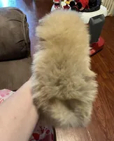 Princess Belle, a female Pomeranian for sale in Pearl River, LA – Photo 2 of 4