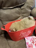 Princess Belle, a female Pomeranian for sale in Pearl River, LA – Photo 4 of 4