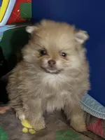 Princess Belle, a female Pomeranian for sale in Pearl River, LA – Photo 1 of 4