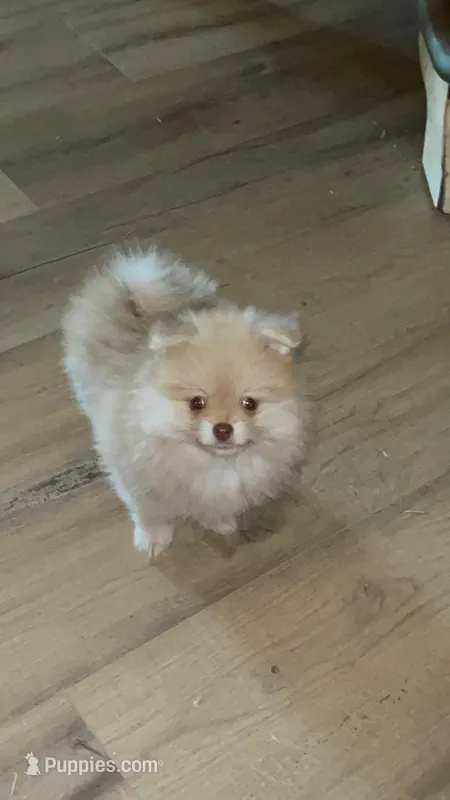 Princess Belle – Pomeranian puppy for sale in Pearl River, LA