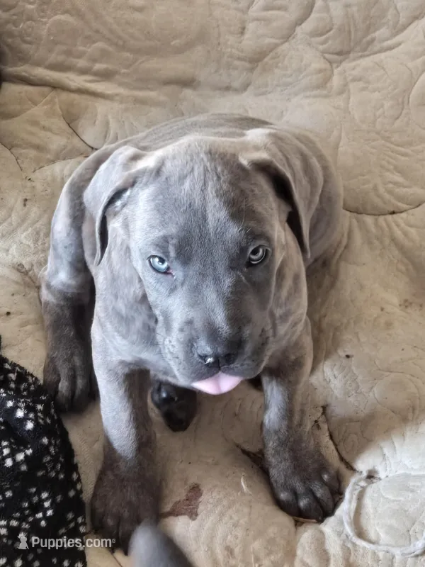 Red Collar  – Cane Corso puppy for sale in Seattle, WA