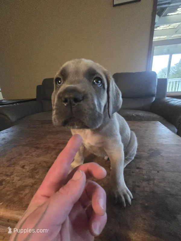 Grey Collar boy – Cane Corso puppy for sale in Seattle, WA