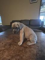 Grey Collar boy, a male Cane Corso for sale in Seattle, WA – Photo 3 of 3