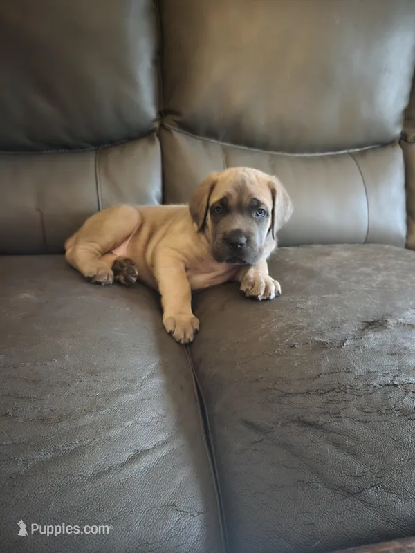 Grey Collar boy – Cane Corso puppy for sale in Seattle, WA