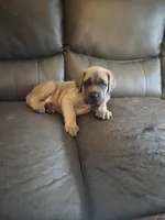 Grey Collar boy, a male Cane Corso for sale in Seattle, WA – Photo 1 of 3