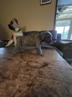 Blue Collar , a male Cane Corso for sale in Seattle, WA – Photo 2 of 4