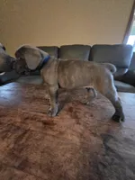 Blue Collar , a male Cane Corso for sale in Seattle, WA – Photo 4 of 4