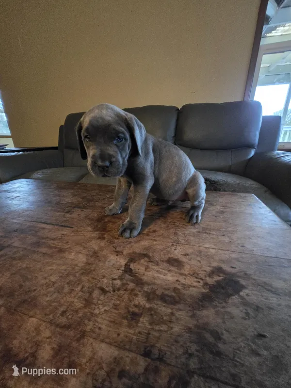 Blue Collar  – Cane Corso puppy for sale in Seattle, WA