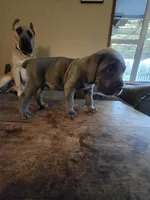Blue Collar , a male Cane Corso for sale in Seattle, WA – Photo 3 of 4