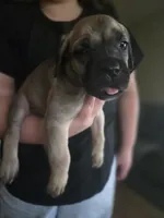 Green Collar boy, a male Cane Corso for sale in Seattle, WA – Photo 3 of 3