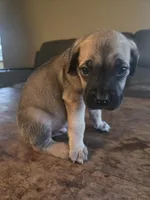Green Collar boy, a male Cane Corso for sale in Seattle, WA – Photo 1 of 3