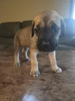 Green Collar boy, a male Cane Corso for sale in Seattle, WA – Photo 2 of 3