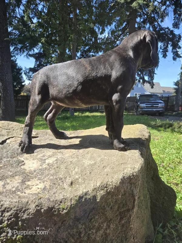Yellow Collar Girl – Cane Corso puppy for sale in Seattle, WA