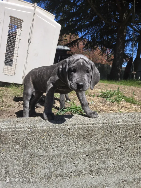 Pink Collar Girl – Cane Corso puppy for sale in Seattle, WA