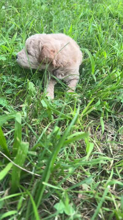 Lazy, a male Poodle - Toy  for sale in Willingboro, NJ – 6 of 6