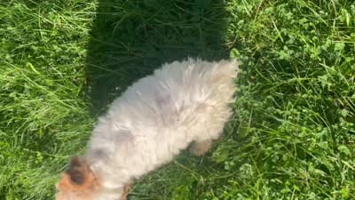 Ice, a male Poodle - Toy  for sale in Willingboro, NJ – 4 of 4