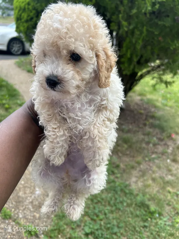 Pumpkin , a male Poodle - Toy  for sale in New York, NY – 1 of 5