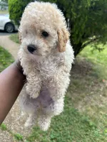 Pumpkin , a male Poodle - Toy  for sale in New York, NY – 1 of 5