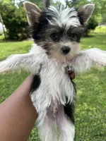 Aspen, a male Yorkshire Terrier for sale in New York, NY – 1 of 3