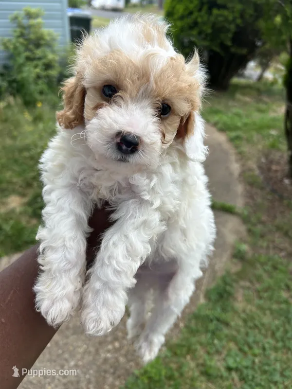 Chip – Poodle - Toy  puppy for sale in New York, NY