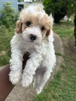 Chip, a male Poodle - Toy  for sale in New York, NY – 1 of 7