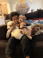Ice, a male Poodle - Toy  for sale in Willingboro, NJ – 2 of 4
