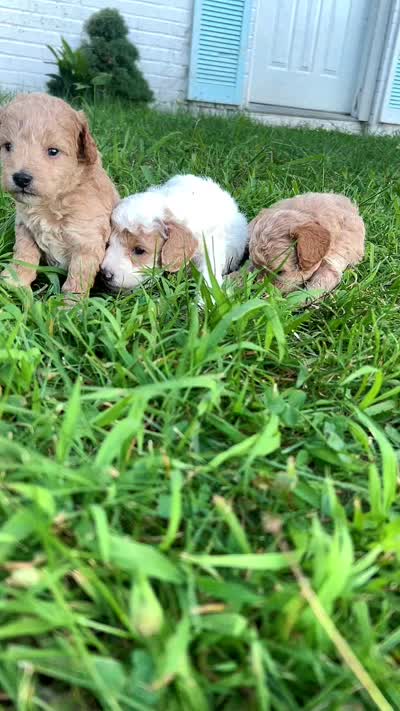 Ice, a male Poodle - Toy  for sale in New York, NY – 2 of 2
