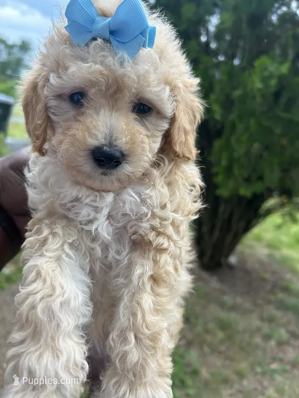 Prada – Poodle - Toy  puppy for sale in New York, NY