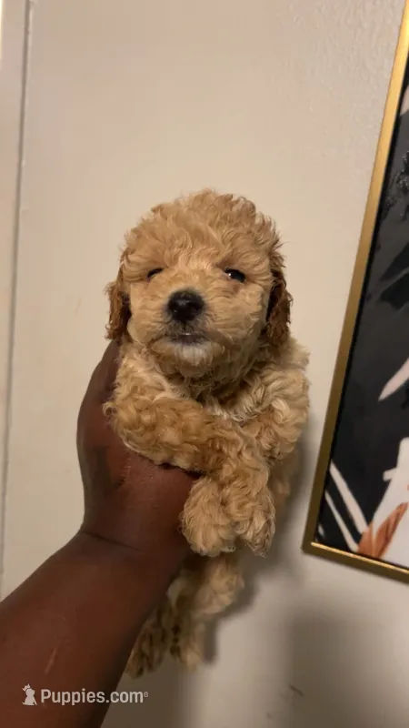 Snickers – Poodle - Toy  puppy for sale in New York, NY