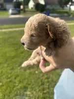 Lazy, a male Poodle - Toy  for sale in New York, NY – 3 of 3
