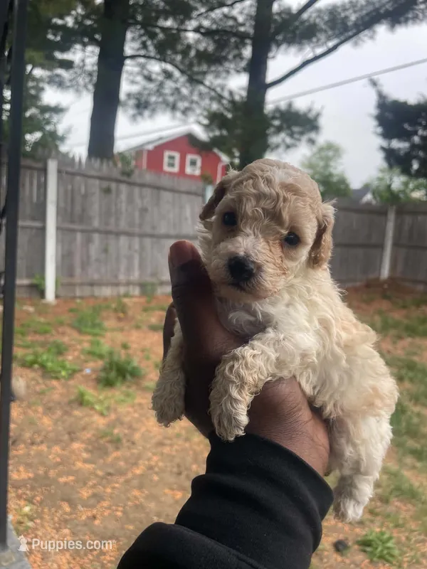 Pumpkin  – Poodle - Toy  puppy for sale in New York City, NY