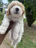 Chip, a male Poodle - Toy  for sale in New York, NY – 5 of 7