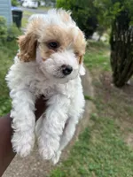 Chip, a male Poodle - Toy  for sale in New York, NY – 6 of 7