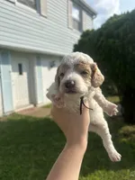 Ice, a male Poodle - Toy  for sale in New York, NY – 2 of 4